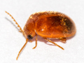 Prionocyphon serricornis